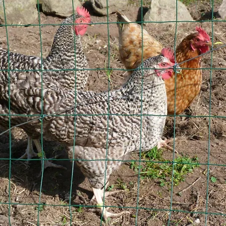 Bed & Breakfast D'hotes De Kerpunce